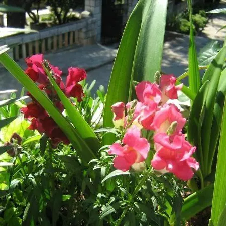 Gostinjska kuća House Boninovo (adults Only) Dubrovnik